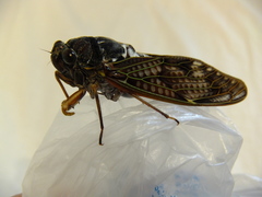 Graptopsaltria nigrofuscata