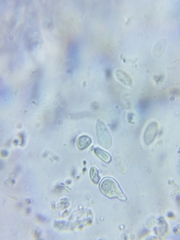 Resinomycena rhododendri