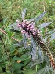 Leonurus quinquelobatus