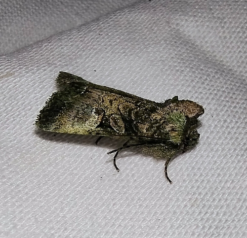 Meterana levis Philpott, 1905