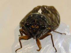 Graptopsaltria nigrofuscata