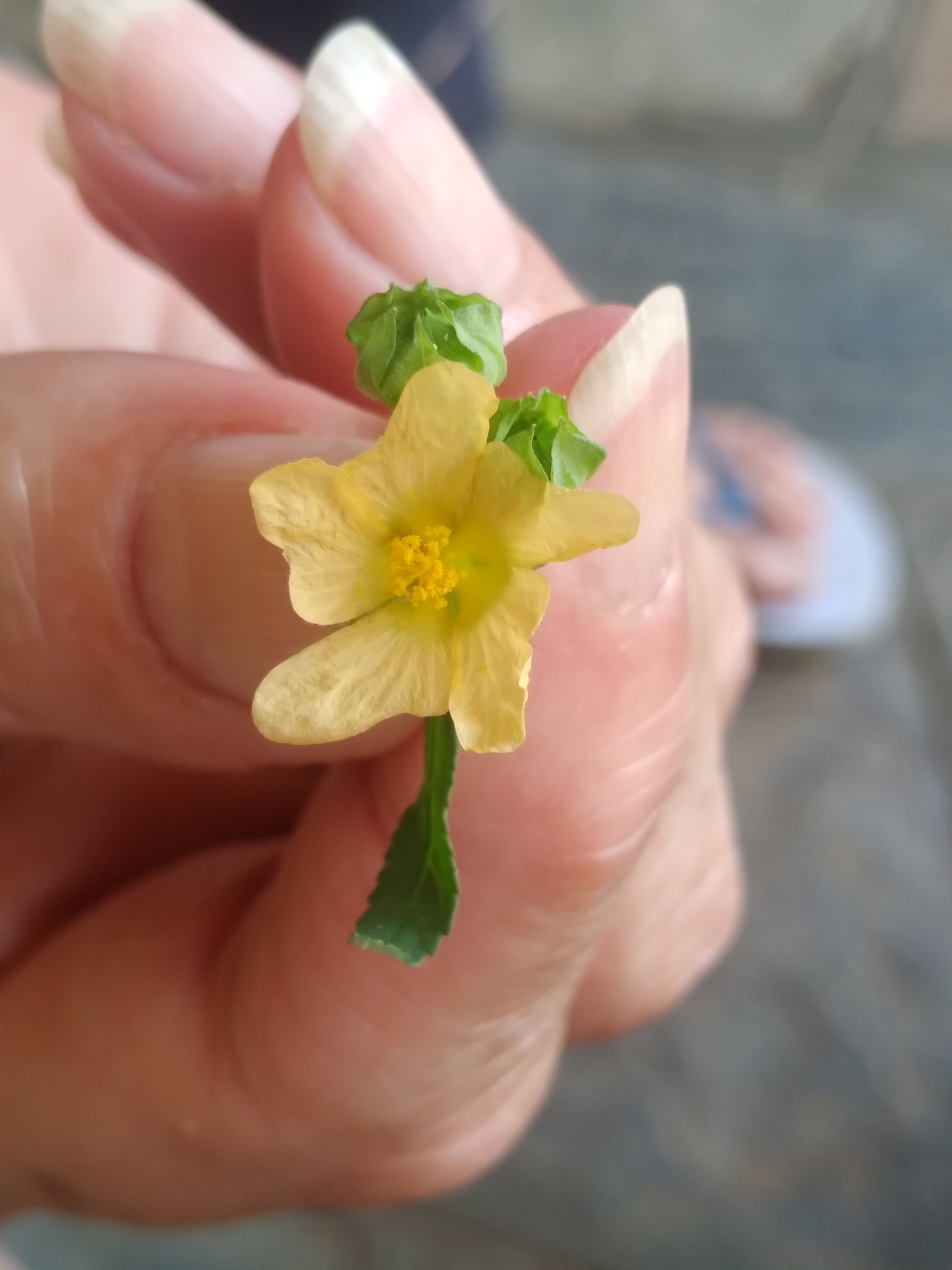 Imagem de Guanxuma-branca
