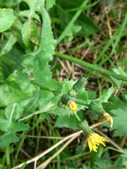 Sonchus oleraceus