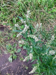 Artemisia vulgaris