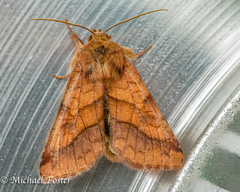 Pyrrhia