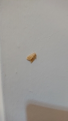 Hemipsilia coavestis