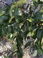 Canarium australianum