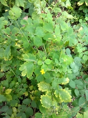 Chelidonium majus