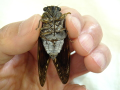 Graptopsaltria nigrofuscata