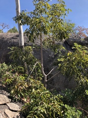 Canarium australianum