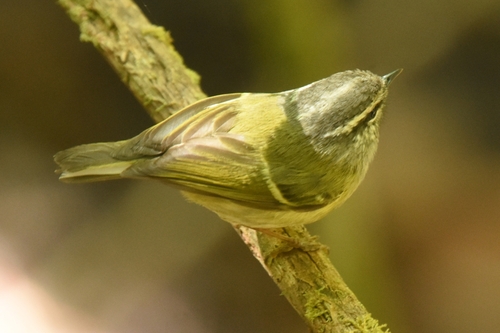 Ashy-throated Warbler (Phylloscopus maculipennis), photo 3
