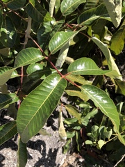 Canarium australianum