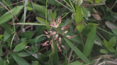 Eragrostis unioloides
