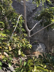 Canarium australianum