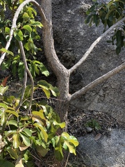 Canarium australianum