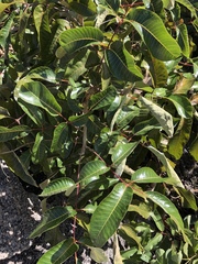 Canarium australianum