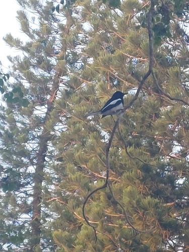 Oriental Magpie-Robin