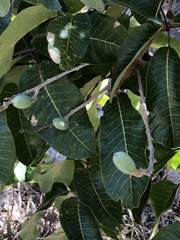 Canarium australianum