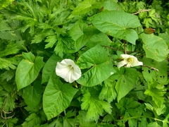 Calystegia sepium