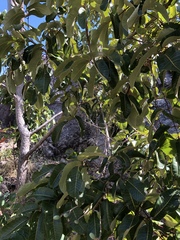 Canarium australianum