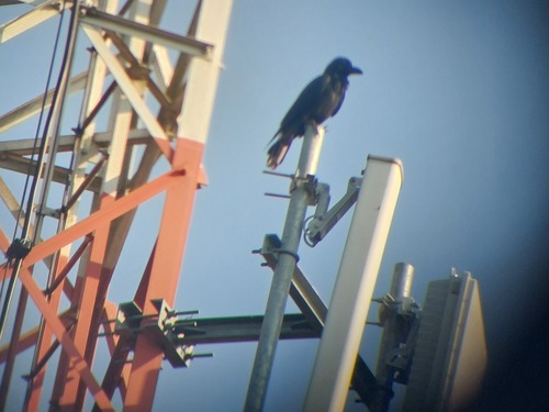 Large-billed Crow