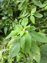 Impatiens parviflora