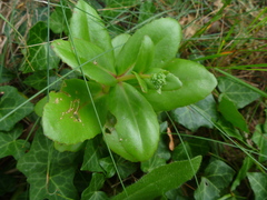 Hylotelephium maximum