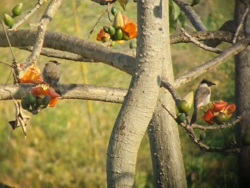 Sooty-headed Bulbul