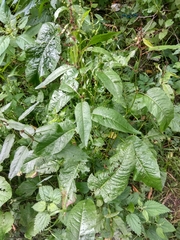 Rumex obtusifolius