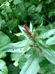 Rumex obtusifolius