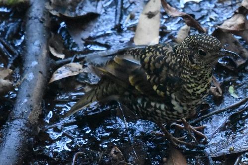 Scaly Thrush (Zoothera dauma)
