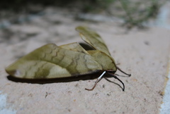 Clanis bilineata