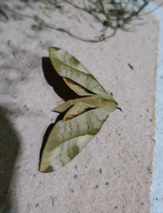 Clanis bilineata