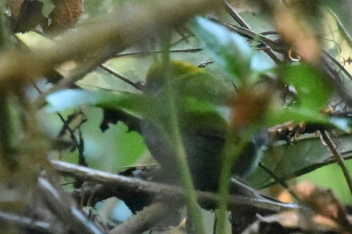 Slaty-bellied Tesia (Tesia olivea), photo 9