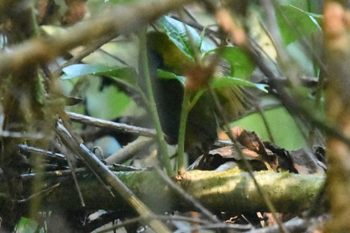 Slaty-bellied Tesia (Tesia olivea), photo 4