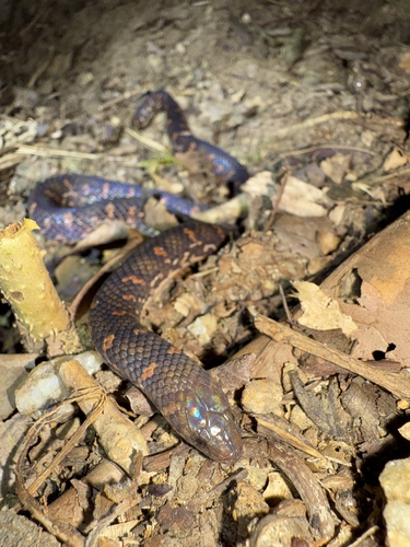St. Marta's Ground Snake