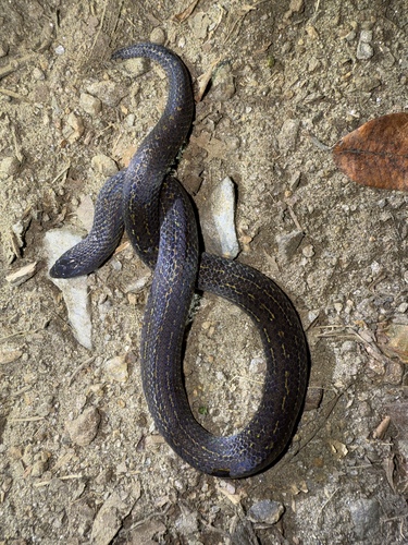 St. Marta's Ground Snake
