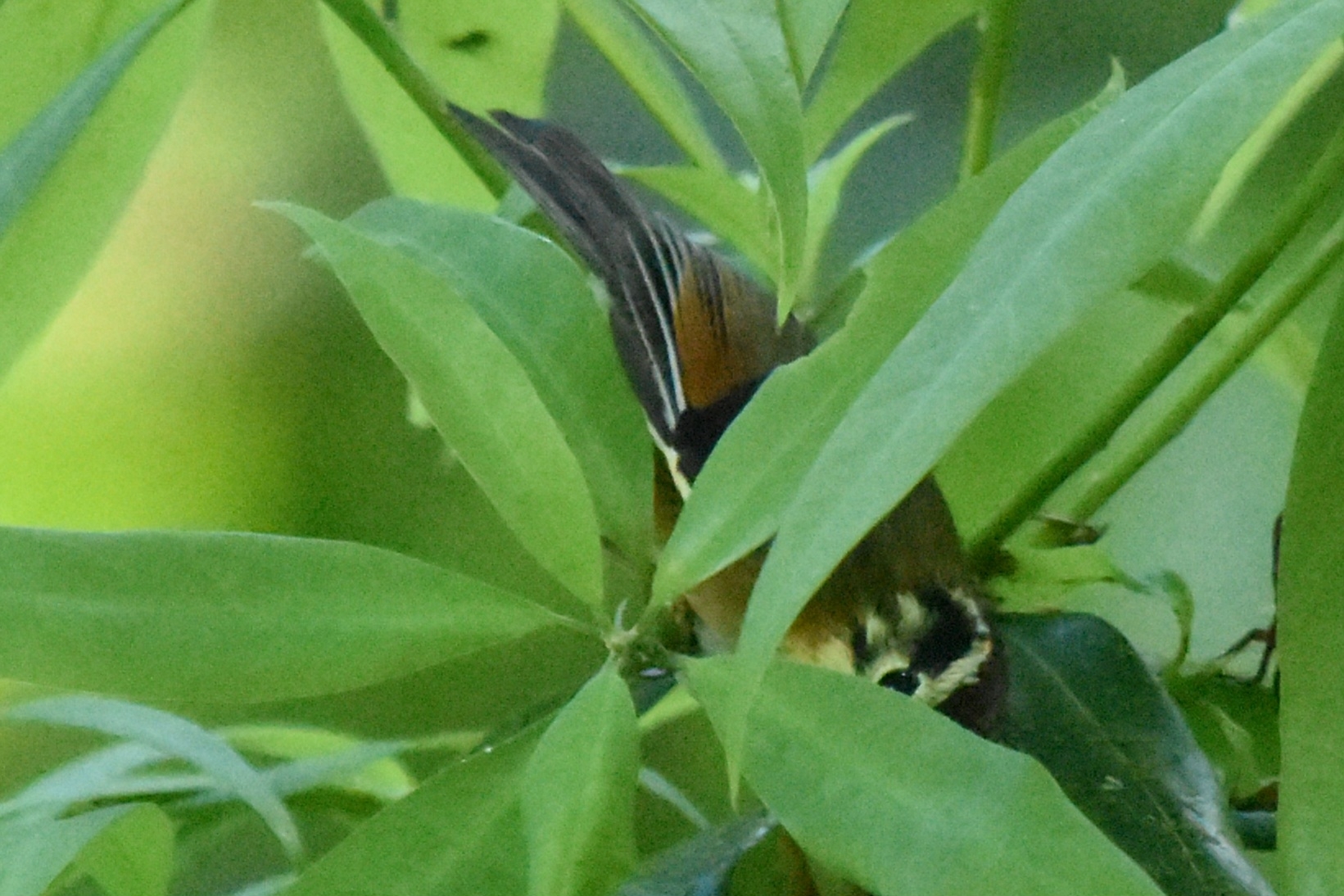 Rufous-winged Fulvetta