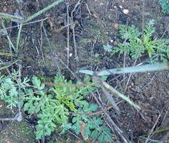 Lichtensteinia interrupta