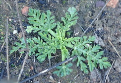 Lichtensteinia interrupta
