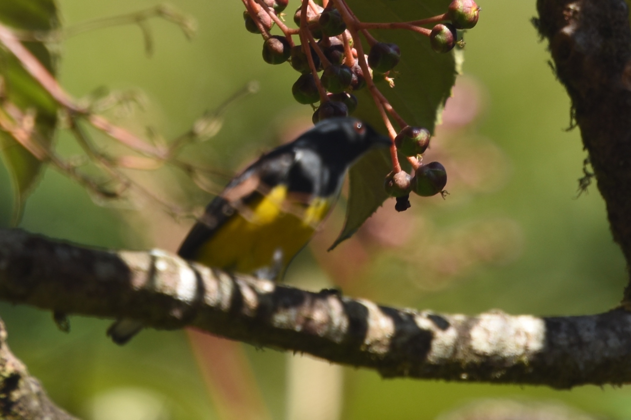 Yellow-bellied Flowerpecker illustration