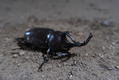 Trypoxylus dichotomus