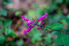 Salvia involucrata