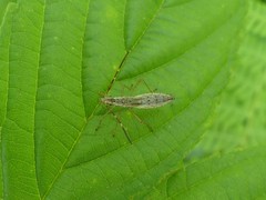 Protenor belfragei