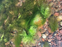 Cladophora glomerata