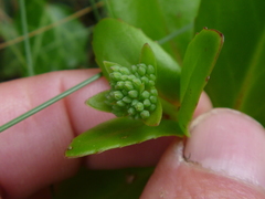 Hylotelephium maximum