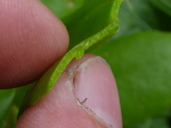 Hylotelephium maximum