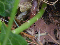 Hylotelephium maximum