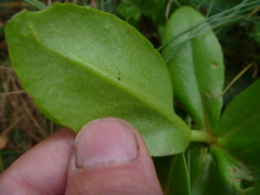 Hylotelephium maximum