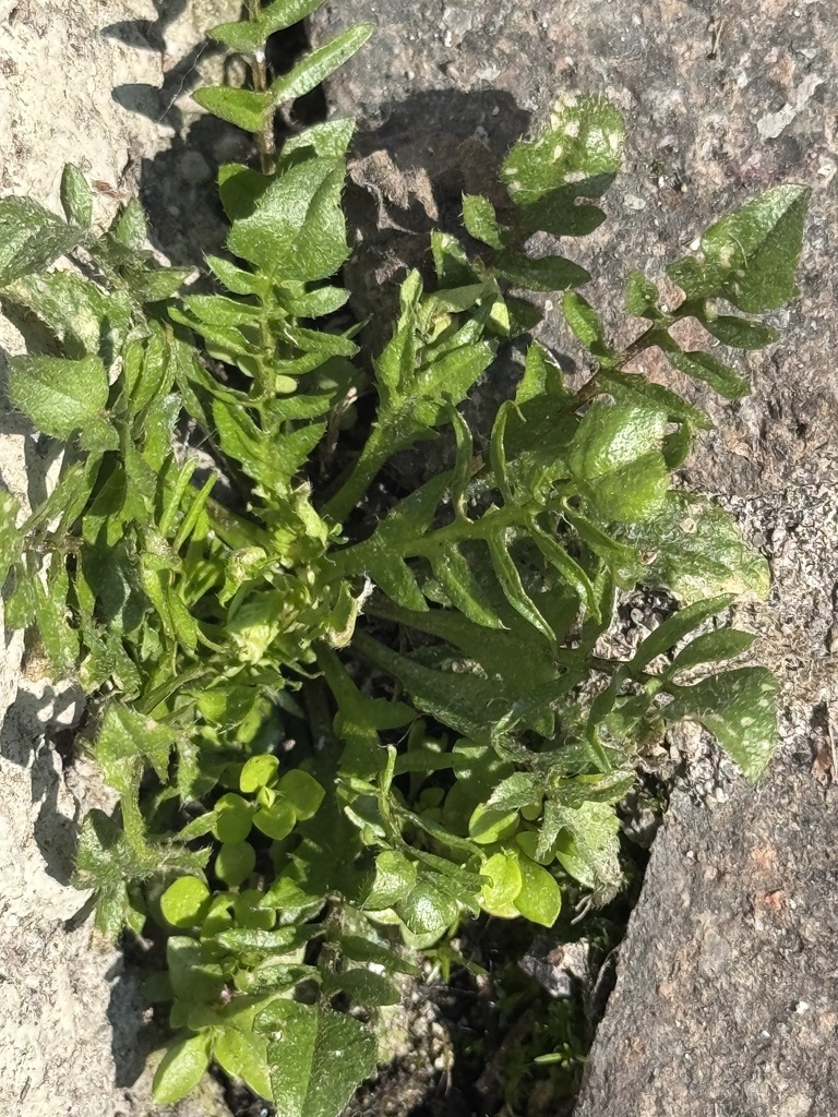 Foto de Mastruço